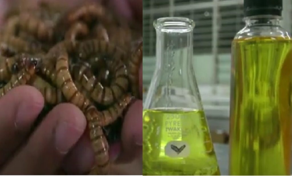 Viral Pemuda Asal Jawa Timur Ubah Ulat Jerman Jadi Minyak Goreng Berani Nyoba