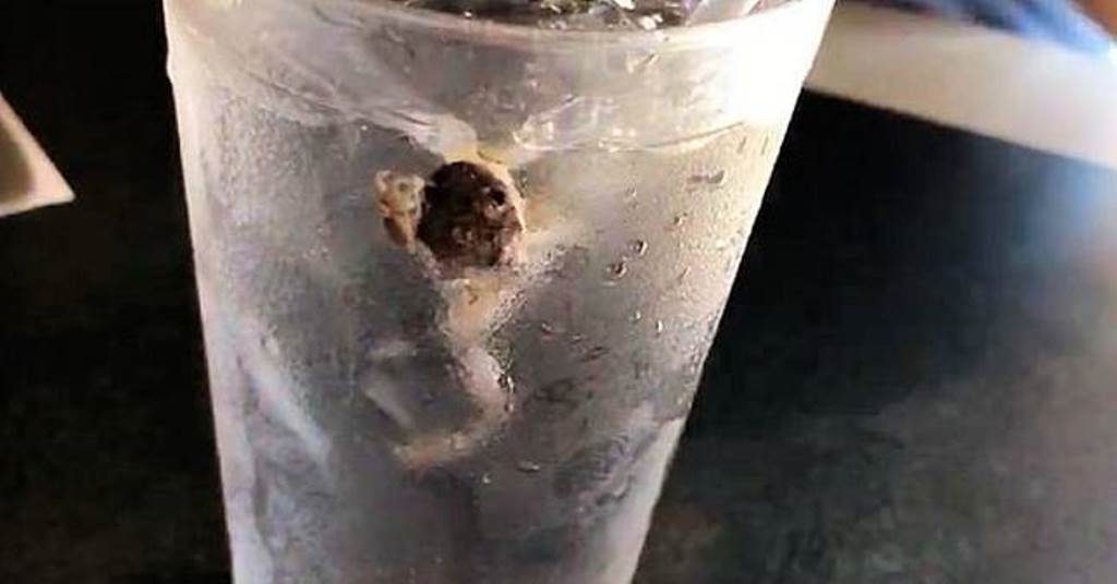 Asyik Makan Berdua Pasangan Suami Istri Ini Temukan Sesuatu yang Menjijikan di Gelas Minuman