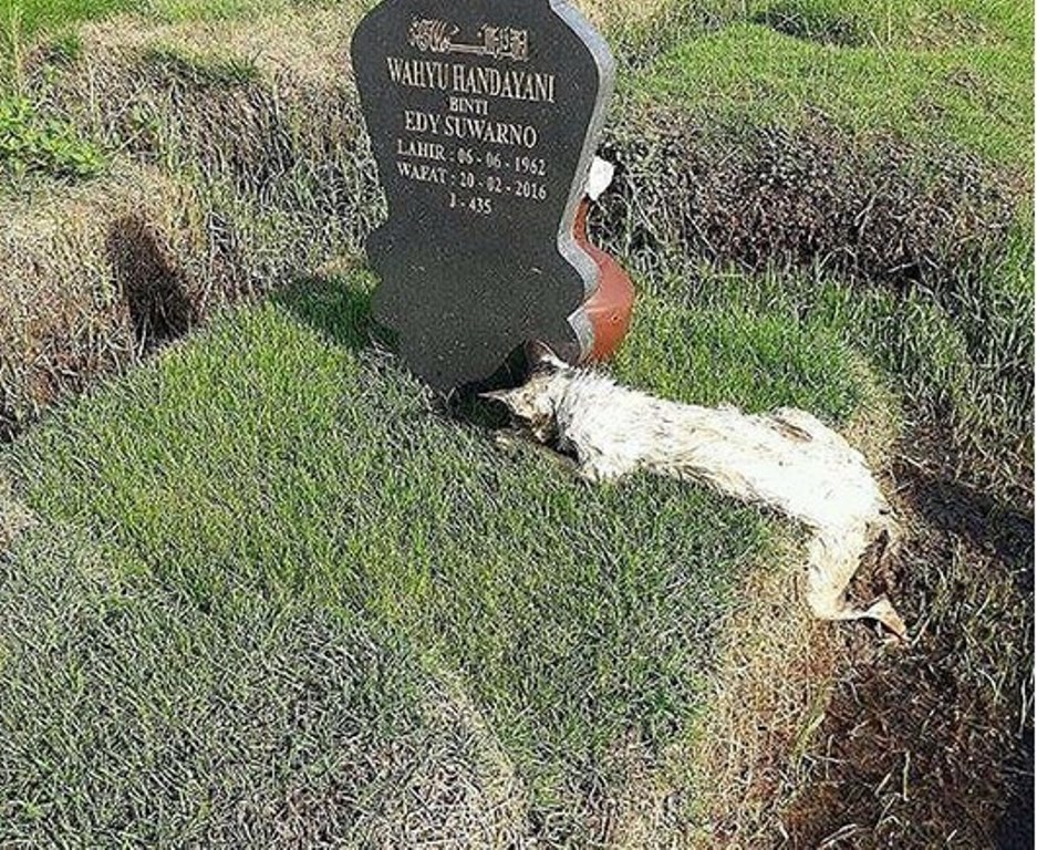 Mengharukan Seekor Kucing Mati Diatas Kuburan Majikannya