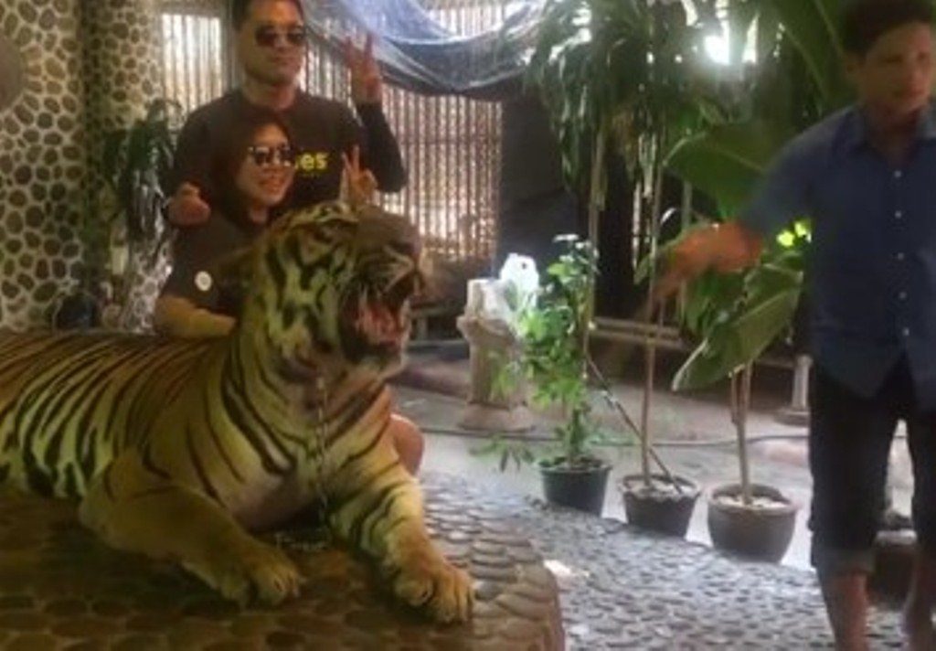 Bikin Geram Pria Ini Toyor Kepala Harimau Demi Foto Selfie Bagus
