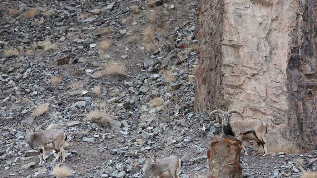 Bisakah Kamu Temukan Macan Tutul di Foto Sekawanan Domba Ini