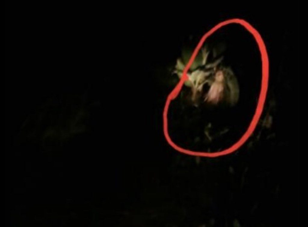 Foto Ini Gegerkan Warga Garut Ada Sosok Misterius di Pohon Pisang