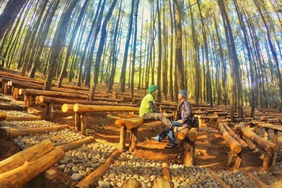 Hutan Pinus Bantul