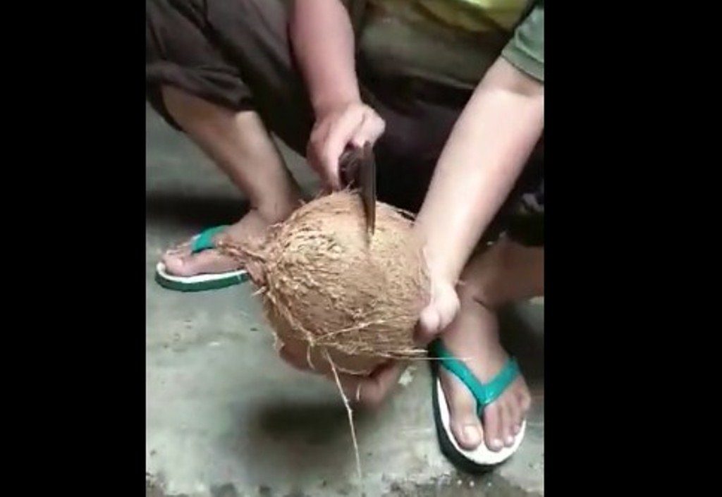 Meskipun Kocak Tutorial Nyungkil Kelapa Ini Bermanfaat Banget