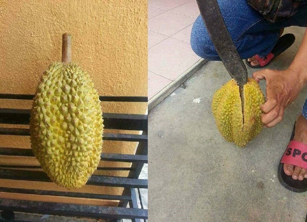 Pria Ini Beli Durian dengan Harga 15 Ribu Ketika Dibelah Isinya Bikin Kaget