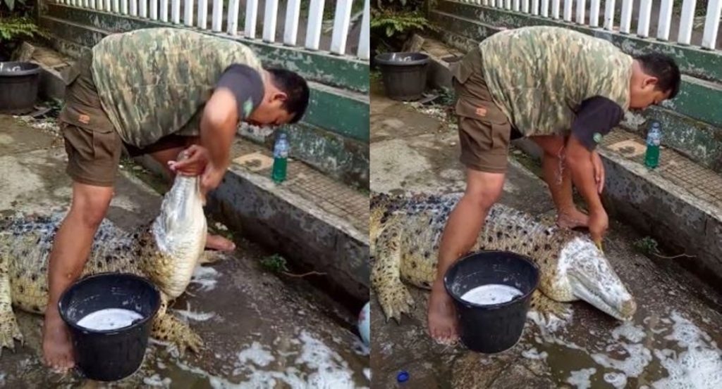 Pria Memandikan Buaya