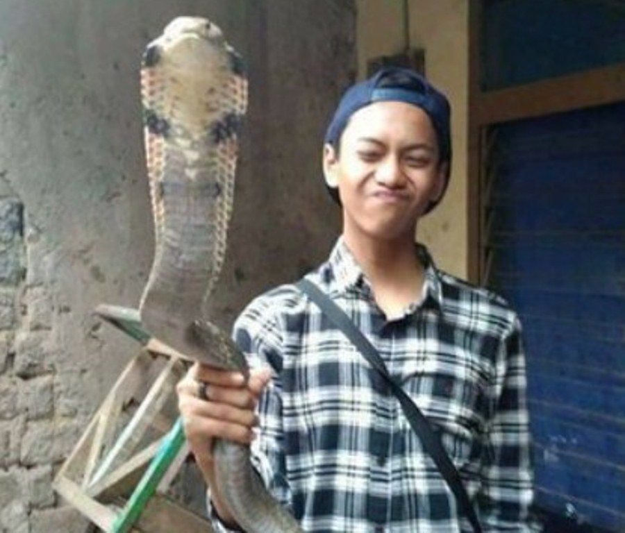 Viral Seorang Pemuda Tewas Dipatuk Ular Kobra Kesayangannya