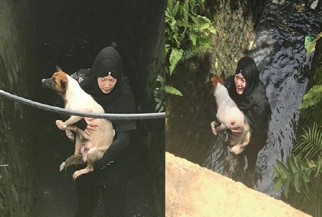 Banjir Pujian Seorang Wanita Berhijab Turun ke Parit Untuk Selamatkan Seekor Anjing