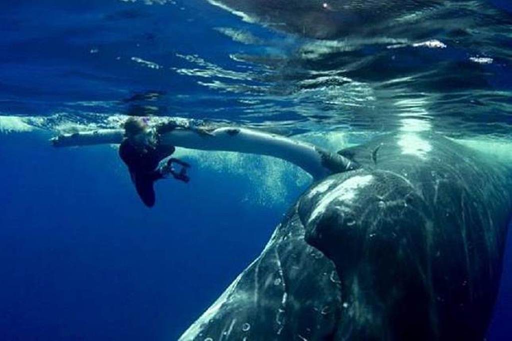 Bukan Dongeng, Seekor Paus Selamatkan Seorang Penyelam dari Serangan Hiu Bukan Dongeng Seekor Paus Selamatkan Seorang Penyelam dari Serangan Hiu