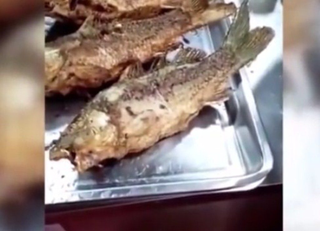 Gegerkan Netizen Heboh Video Ikan Goreng Siap Saji Bergerak Sendiri