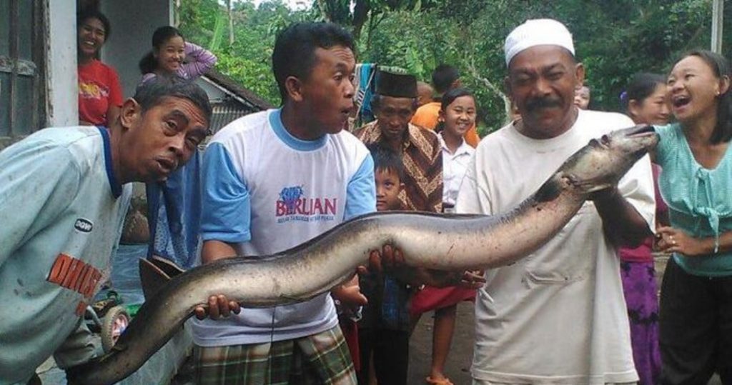 Berbobot 20 Kg Belut Raksasa Ditangkap Warga Ini Dipercaya Bisa Sembuhkan Penyakit