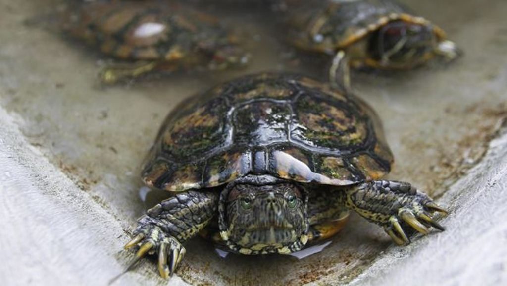 Bikin Heboh Warga, Seekor Sapi di Gorontalo Lahirkan Kura-Kura Bikin Heboh Warga Gorontalo Seekor Sapi Lahirkan Kura Kura