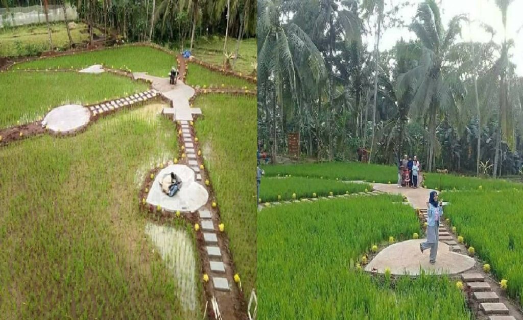Cocok Buat Selfie Petani Buat Sawah di Jember Jadi Tempat Indah dan Tak Biasa