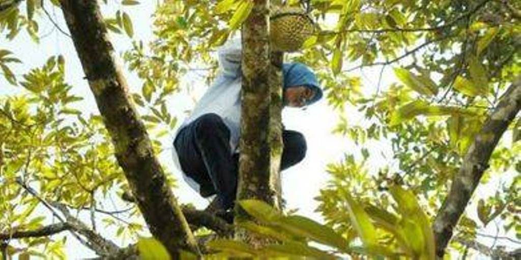 Foto Bupati Lebak Panjat Pohon Durian Viral Ternyata Ada Cerita Unik Dibaliknya