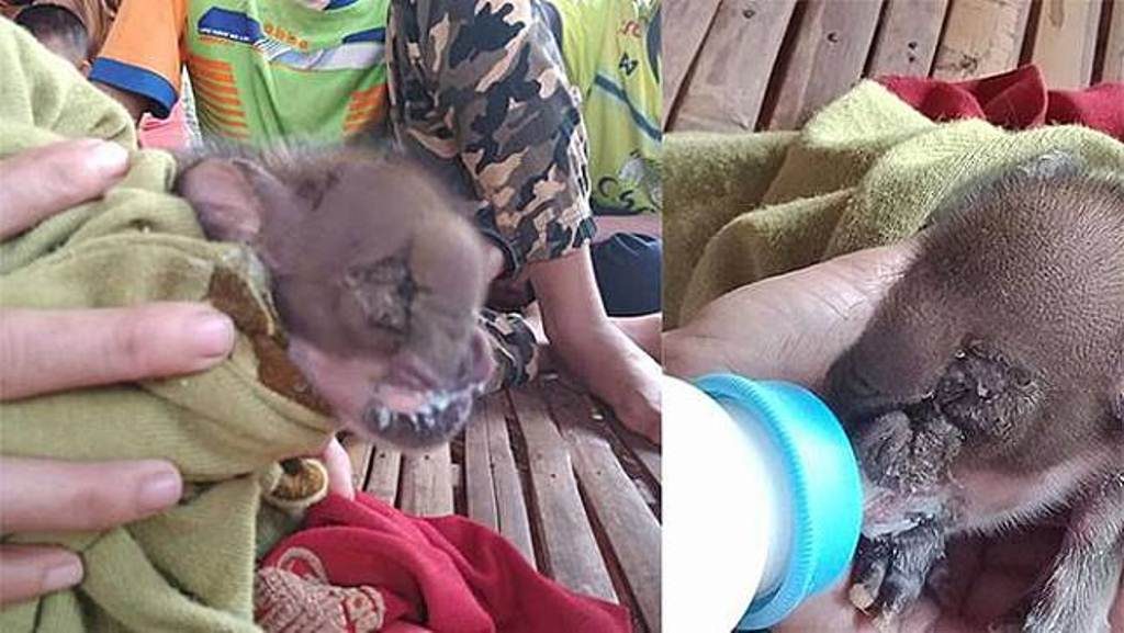 Gegerkan Warga Bayi Babi ini Lahir dengan Kondisi Langka Wajahnya Mirip Gajah