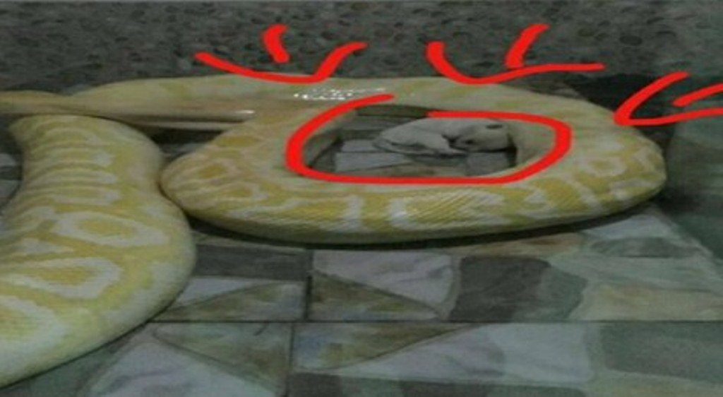 Jadikan Anak Anjing Santapan Ular Piton Kebun Binatang Ini Banjir Kecaman