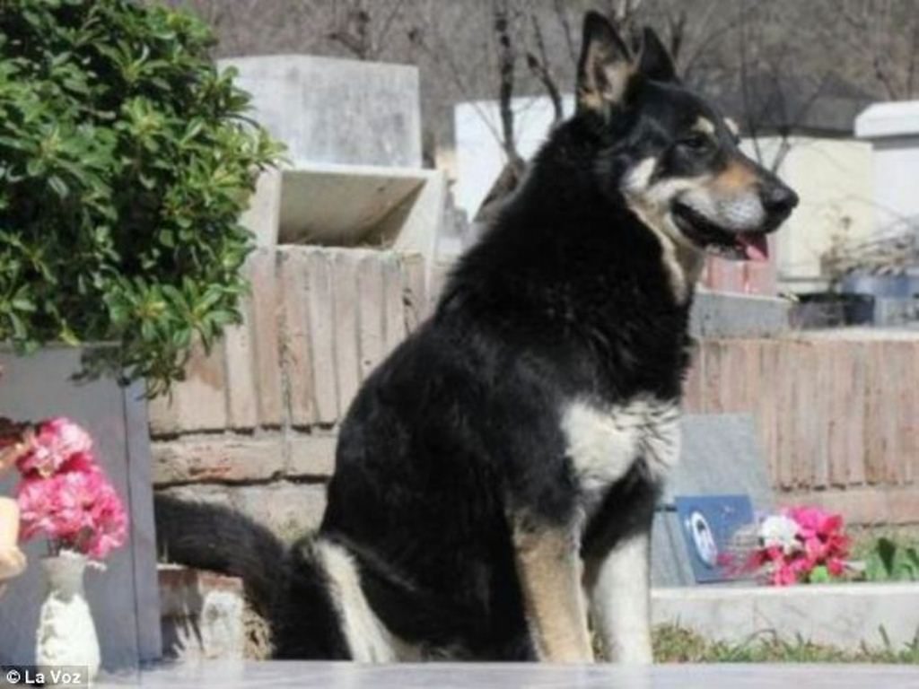 Mati Setelah 11 Tahun Tinggal di Makam Majikannya Kisah Anjing Setia Ini Mengharukan