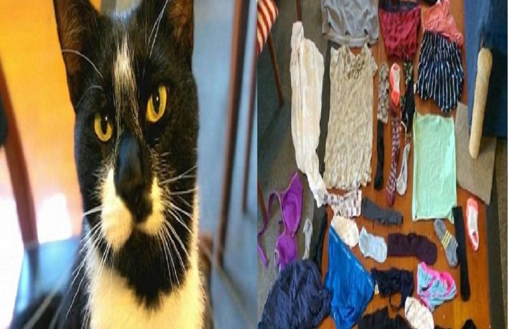 Nakal Kucing Ini Punya Hobi Curi Pakaian Dalam Tetangga