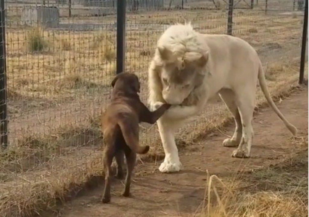 Seekor Singa Terekam Kamera Cium Tangan Anjing Ternyata Ini Alasannya