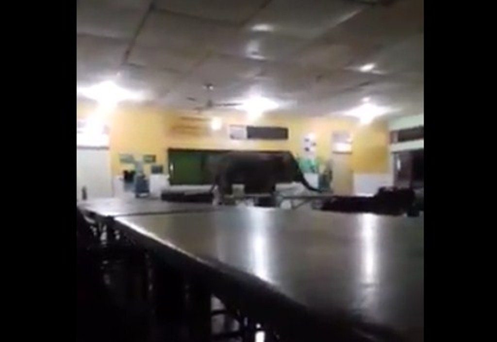 Bikin Geger Guru dan Murid Seekor Gajah Nyelonong Masuk Kantin Sekolah Diduga Cari Makan