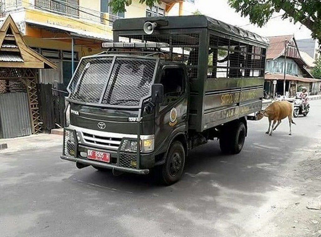 Dianggap Brutal Satpol PP Tarik Sapi Pakai Truk saat Razia