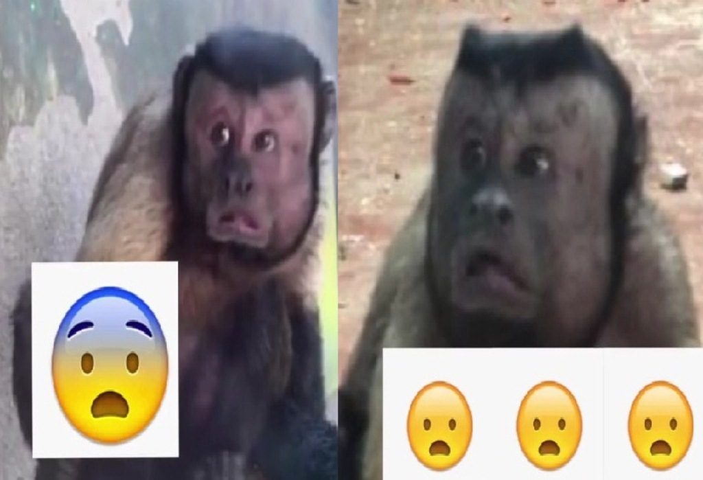 Gegerkan Media Sosial Monyet yang Satu ini Dianggap Punya Ekspresi Wajah Mirip Manusia