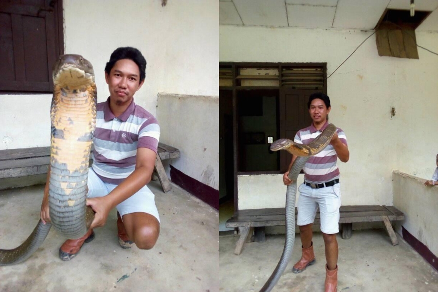 Heboh Netizen Berpose dengan Ular King Cobra Raksasa Ahli Ular Bilang Begini