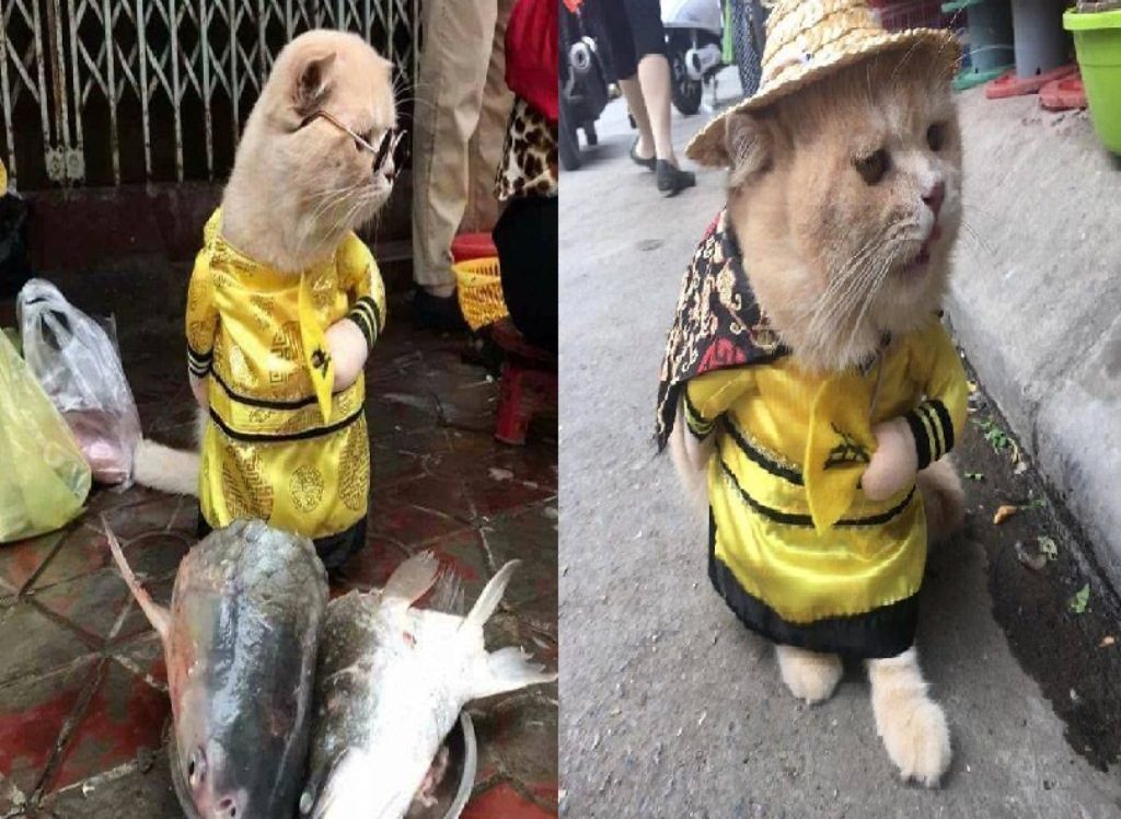 Hebohkan Netizen Dog Kucing Lucu Juragan Ikan ini Viral di Medsos