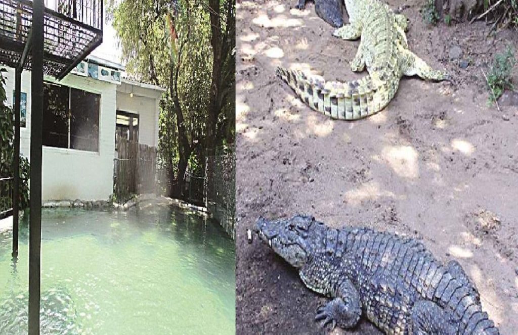 Hadir di Pesta Pernikahan dalam Kondisi Mabuk Pria ini Tercebur ke Kolam Buaya Endingnya Mengerikan