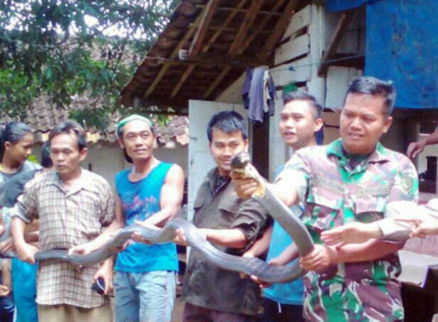 King Cobra Terlibat Duel Sengit dengan Piton di Kota Banjar