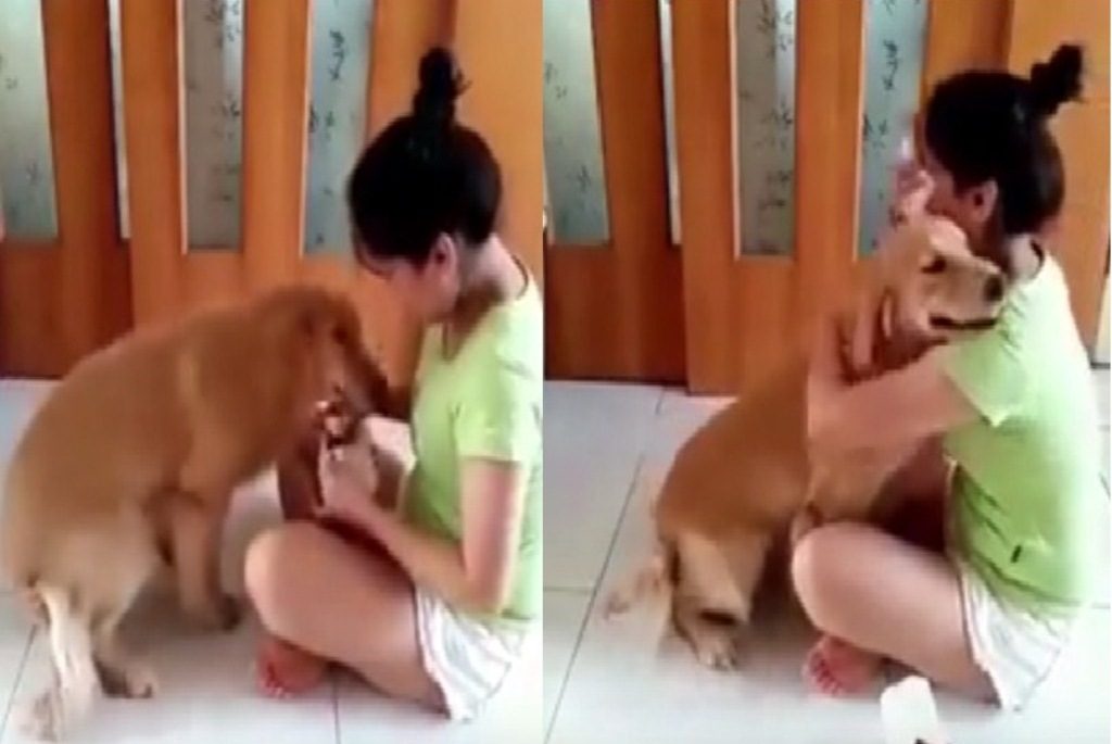 Pemiliknya Sedih dan Menangis yang Dilakukan Anjing ini Manis Banget Videonya Viral
