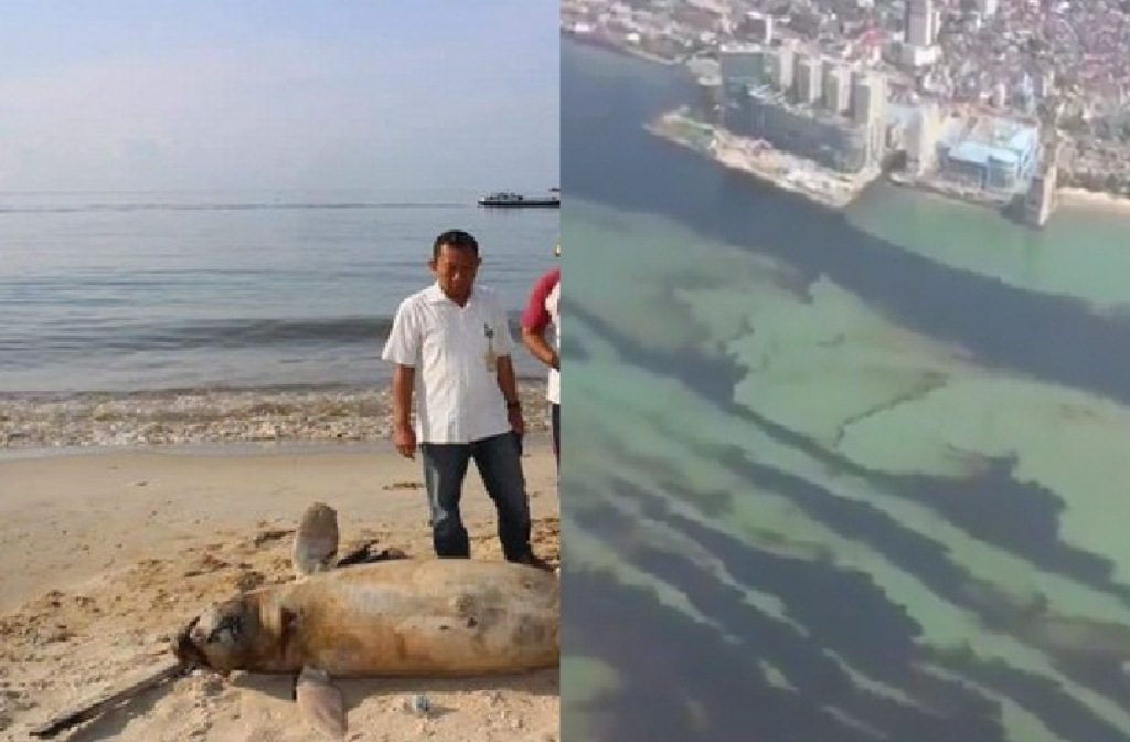 Terkena Tumpahan Minyak Pertamina Kondisi Terkini Teluk Balikpapan Memprihatinkan Korban Berjatuhan