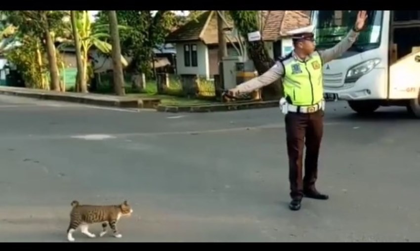 Respect Yang Dilakukan Polisi Ini Pada Seekor Kucing Bikin Salut Terharu Lihatnya