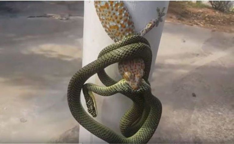 Video Tokek vs Ular Viral