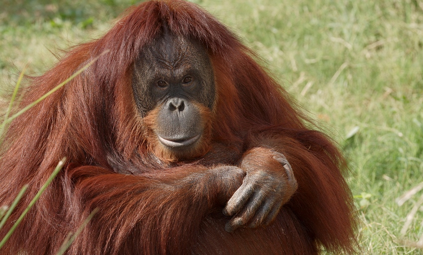 Berhadapan dengan Buldoser Video Orangutan di Kalimantan ini Viral