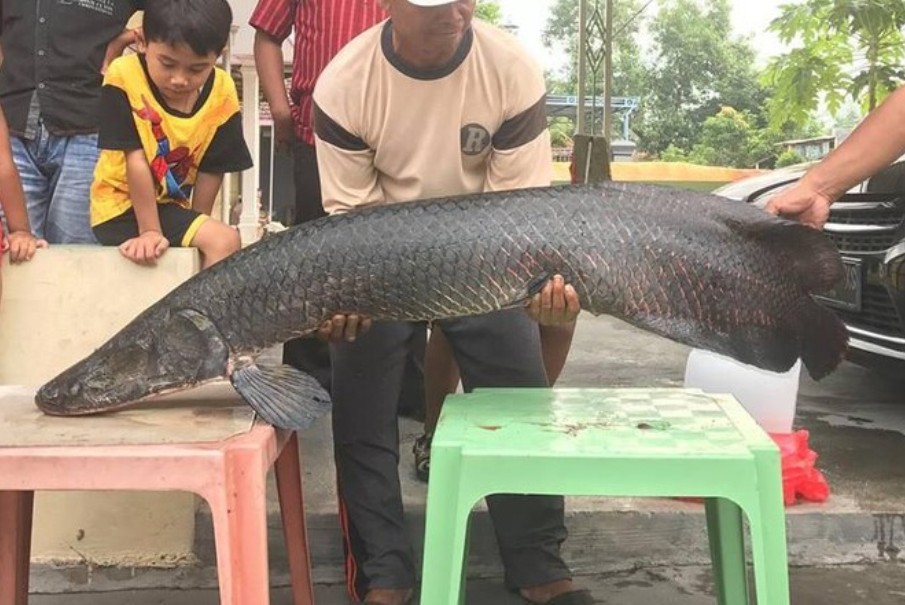 Ikan Arapaima Raksasa Dilepas ke Sungai Berantas Pemilik Terancam Tak Bisa Hirup Udara Bebas
