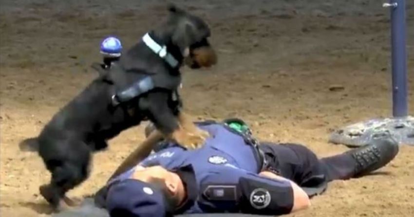 Lakukan CPR pada Manusia Aksi Heroik Anjing Polisi ini Bikin Netter Terkesan