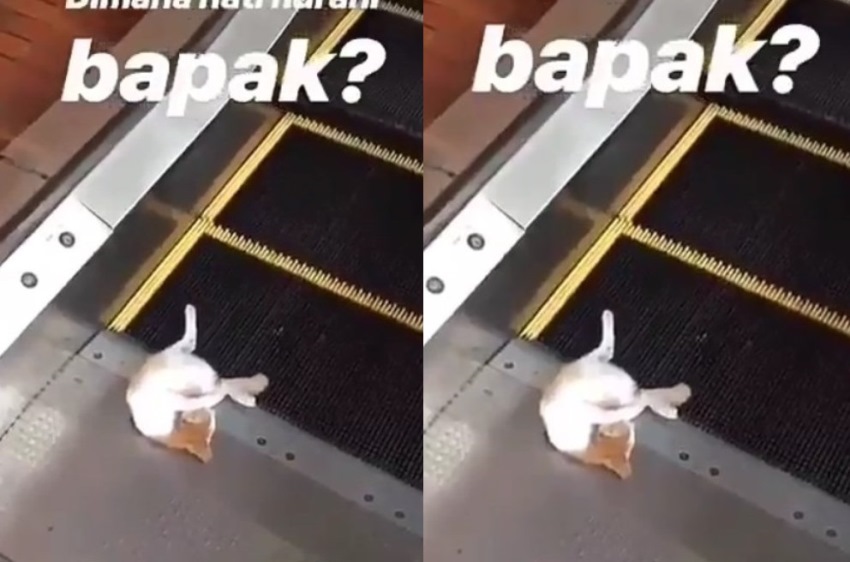 Pria Temukan Kucing Terjepit di Eskalator Bandara Minta Tolong Petugas Jawabannya Gak Disangka Bukan Bagian Saya