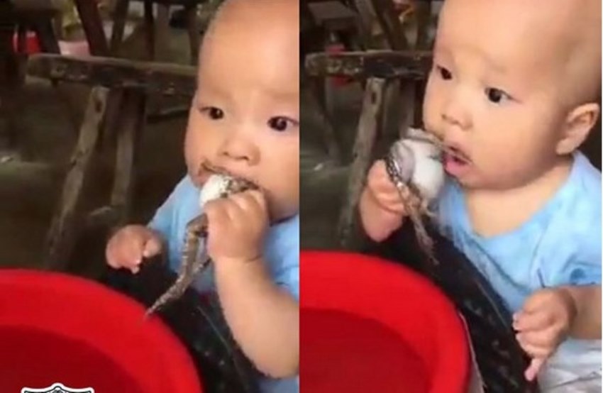 Beredar Video Balita Masukan Kodok Hidup ke Mulutnya Netizen Tanyakan Keberadaan Orangtuanya