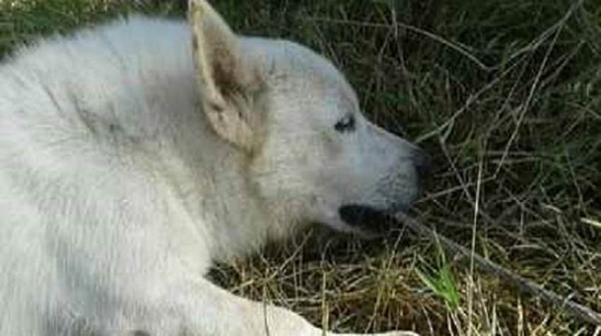 Demi Menyelamatkan Majikannya Anjing ini Rela Mati Kesetrum Kisahnya Viral