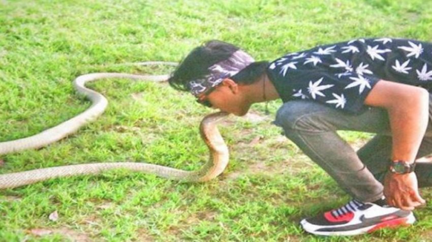 Dinyatakan Meninggal, Korban yang Digigit King Kobra Nadinya Berdenyut, Bagini Faktanya! Dinyatakan Meninggal Korban yang Digigit King Kobra Nadinya Berdenyut Bagini Faktanya