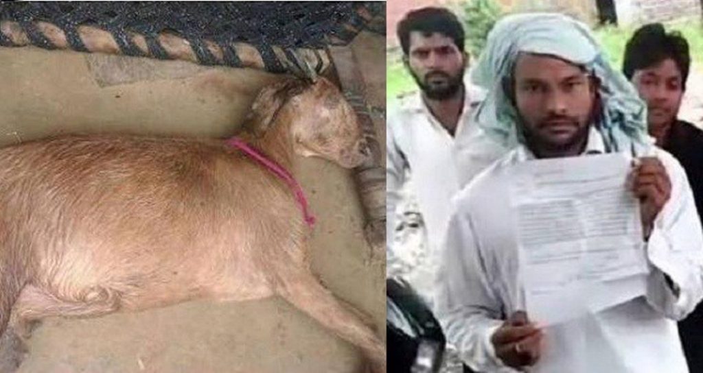 Diperkosa 8 Pria Kambing India yang Sedang Bunting Tewas