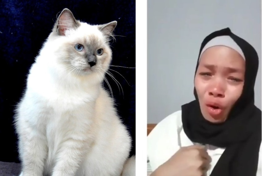 Kucing yang Dirawatnya Sejak Kecil Mendadak Hilang Ibu ini Sampai Nangis Tersedu Sedu Videonya Viral