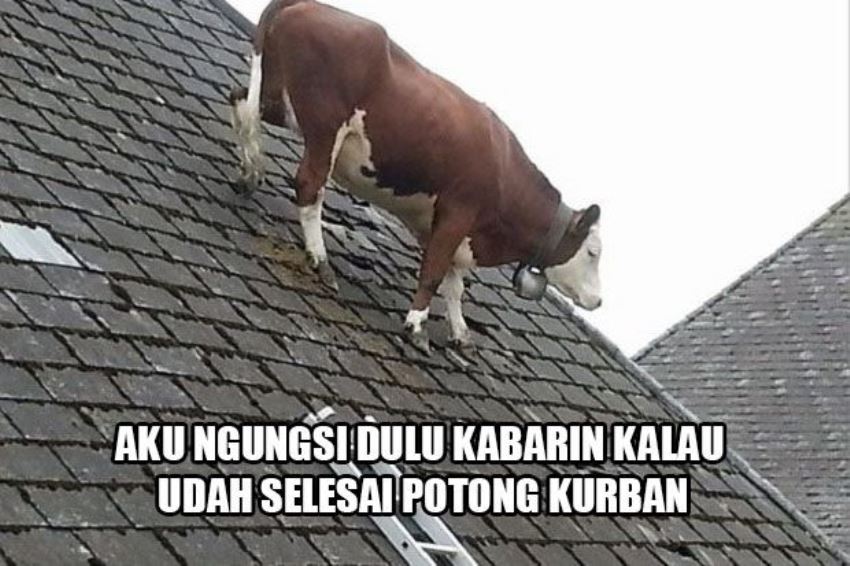 10 Meme Kurban Idul Adha 2018 Lucu dan Kocak Sumpah Gokil Abis