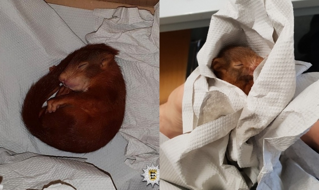 Kelelahan Usai Teror Warga Bayi Tupai ini Tertidur
