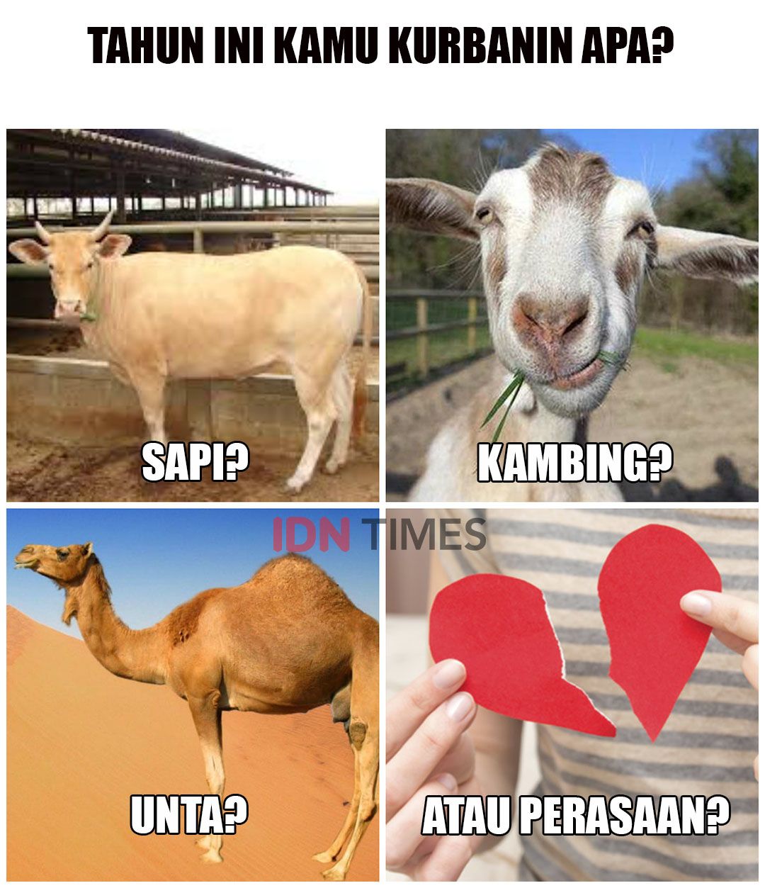 Download Gambar Qurban Lucu Gokil