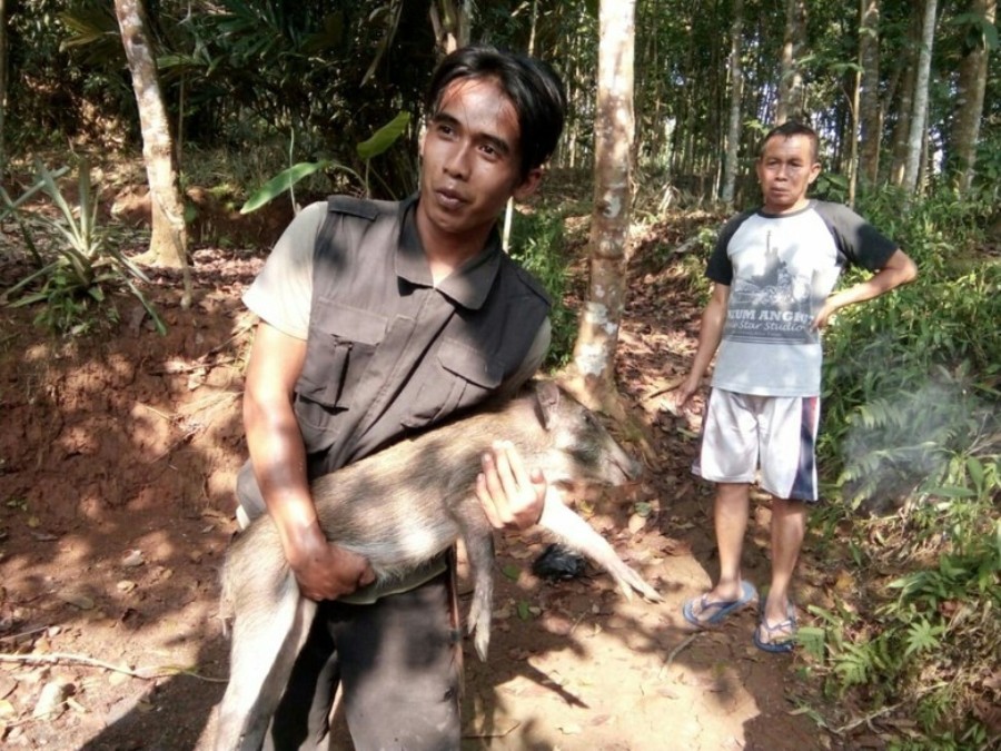 Warga Ciamis Cemas Kawanan Babi Hutan Masuk ke Pemukiman