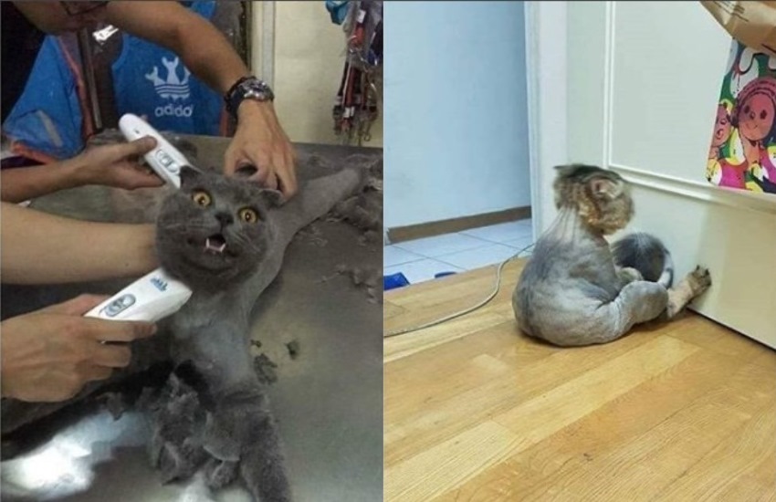 Bulu Lebatnya Dicukur Majikan Kucing ini Ngambek Tingkahnya Buat Netizen Gemas