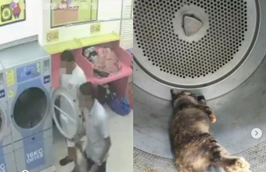 Terekam CCTV Pria ini Tega Bunuh Kucing Bunting di Mesin Cuci Aksinya Bikin Emosi