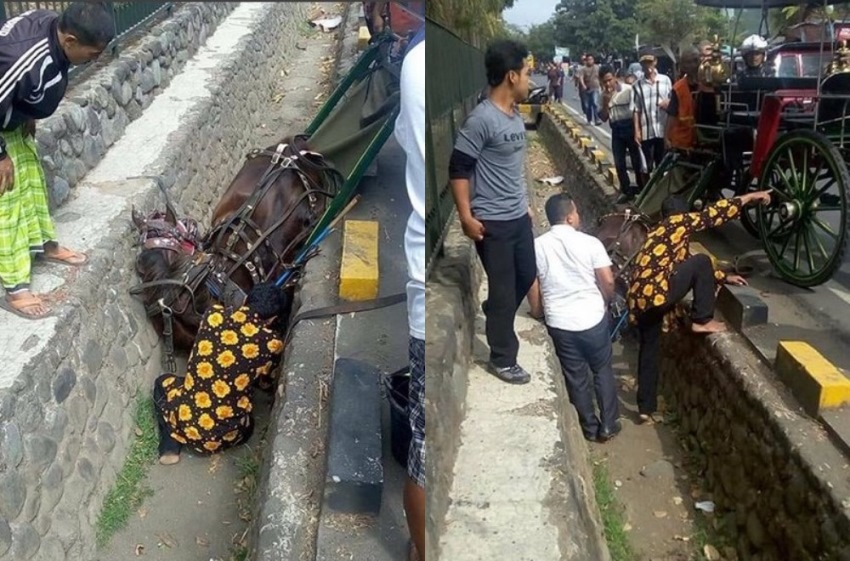 Kaget di Klaksoni Bus Kuda Delman ini Lompat ke Dalam Selokan